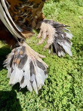Show quality unsexed porcelain Brahma chick from Feather Lover Farms, a European-imported poultry breed with distinctive features.