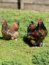 Show quality porcelain Brahma chick from Feather Lover Farms, European import, unsexed, with soft feathers and distinctive comb.
