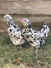 Unsexed Ermine Ameraucana chick from Feather Lover Farms, showing fluffy white feathers and yellow beak.