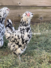 Unsexed Ermine Ameraucana chick from Feather Lover Farms, showing fluffy white feathers and small yellow beak.