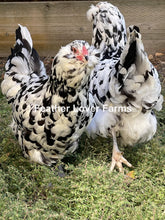 Unsexed Ermine Ameraucana chick from Feather Lover Farms, small bird with soft feathers and distinctive coloring.