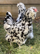 Unsexed Ermine Ameraucana chick from Feather Lover Farms with fluffy white and gray feathers, small beak, and bright eyes.