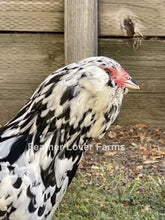 Unsexed Ermine Ameraucana chick from Feather Lover Farms, showing fluffy white and black feathers and small yellow beak.