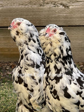 Unsexed Ermine Ameraucana chick from Feather Lover Farms with fluffy white and gray feathers, small beak, and bright eyes.