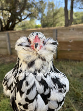 Unsexed Ermine Ameraucana chick from Feather Lover Farms showing fluffy white feathers and small yellow beak.