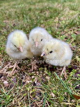 Feather Lover Farms Ermine Ameraucana chick, unsexed, small fluffy bird with light-colored feathers and distinctive markings.