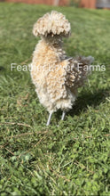 Feather Lover Farms Buff Laced Polish hen with frizzled feathers, displaying show-quality plumage and unsexed chick appearance.
