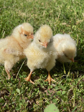 Buff Laced Frizzle & Smooth Polish Chicks For Sale At Feather Lover Farms