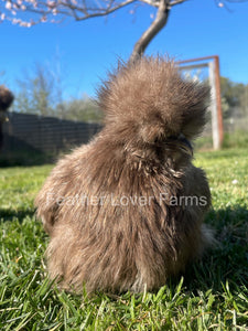 chocolate silkie hens for sale at Feather Lover Farms