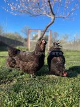 Chocolate Ameraucana Chick (Unsexed)