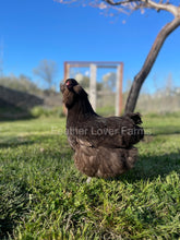 Chocolate Ameraucana Chick (Unsexed)