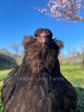 Chocolate Ameraucana hens for sale at Feather Lover Farms 