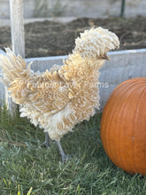 Feather Lover Farms Buff Laced Polish chicken chick with frizzle and smooth feathers, unsexed, showing colorful plumage and fluffy wings.