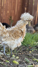 Feather Lover Farms Buff Laced Polish show-quality chick with frizzle and smooth feathers, unsexed, standing outdoors.