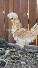 Buff Laced Polish "Frizzle/Smooth" show quality unsexed chick from Feather Lover Farms, showcasing fluffy feathers and distinctive crest.