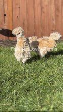 Buff Laced Polish show-quality chick with laced feathers and smooth plumage, unsexed, from Feather Lover Farms.