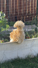 Buff Laced Polish show quality chick with frizzle and smooth feathers, unsexed, from Feather Lover Farms.