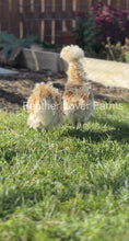 Buff Laced Polish "Frizzle/Smooth" show-quality unsexed chick from Feather Lover Farms, featuring fluffy feathers and distinctive crest.