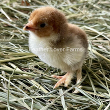 Porcelain Brahma chick from Feather Lover Farms, show quality unsexed European import, young poultry with soft feathers.