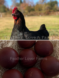 French black copper marans hen and very dark eggs from feather lover farms