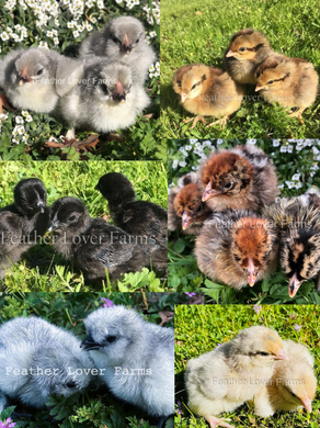 Feather Lover Farms Mystery Chicks For Sale