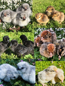 Feather Lover Farms Mystery Chicks For Sale