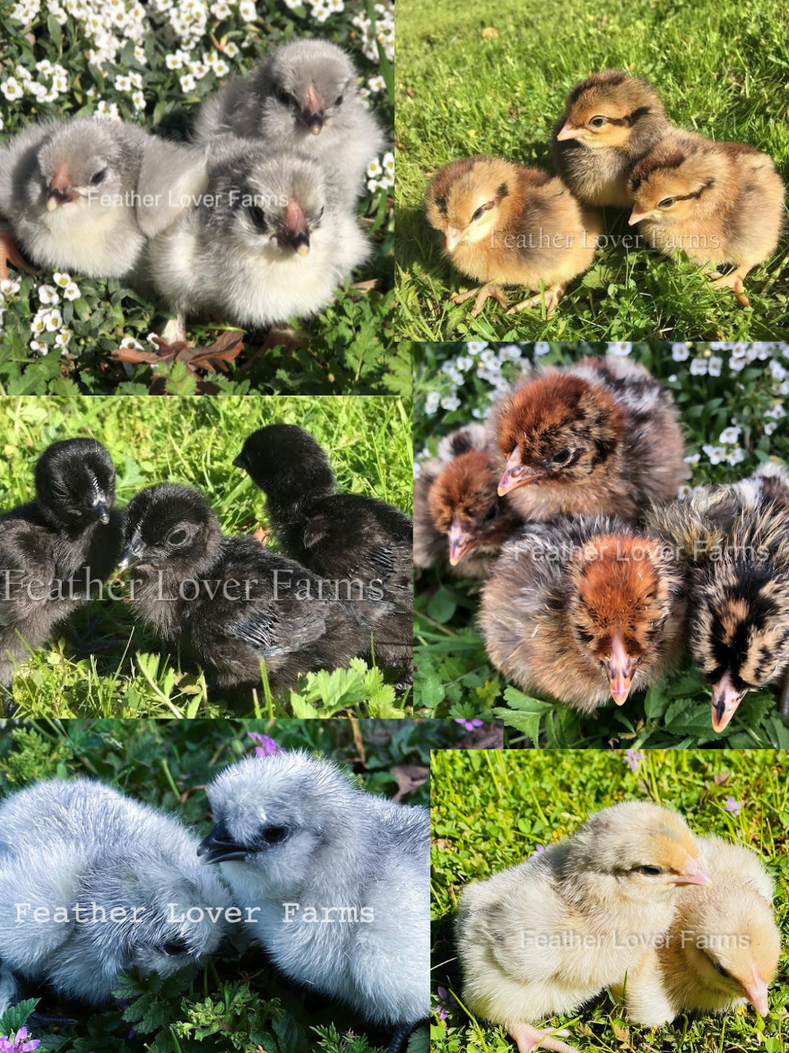6 or 12 Mystery Chick Pack 'Rare & Designer | Feather Lover Farms