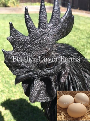 Feather Lover Farms Ayam Cemani Black Chicken For Sale