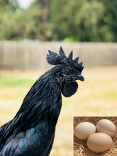 Ayam Cemani Chick (Unsexed)