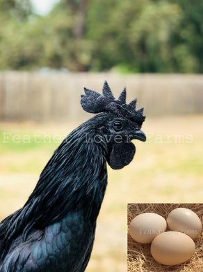 Ayam Cemani Chick (Unsexed)
