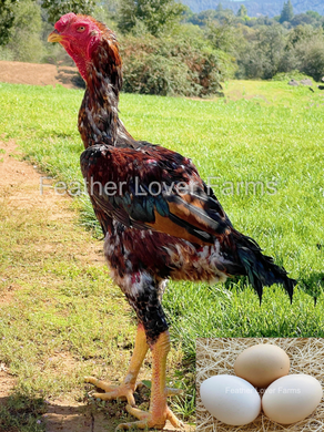 Feather Lover Farms indio gigante rooster chicken world's tallest chicken rooster