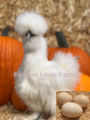 Feather Lover Farms White Show Silkie for sale