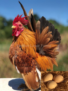 World's smallest Serama Rooster From Feather Lover Farms