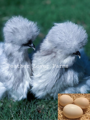 Feather Lover Farms Lavender Silkie Chickens For Sale