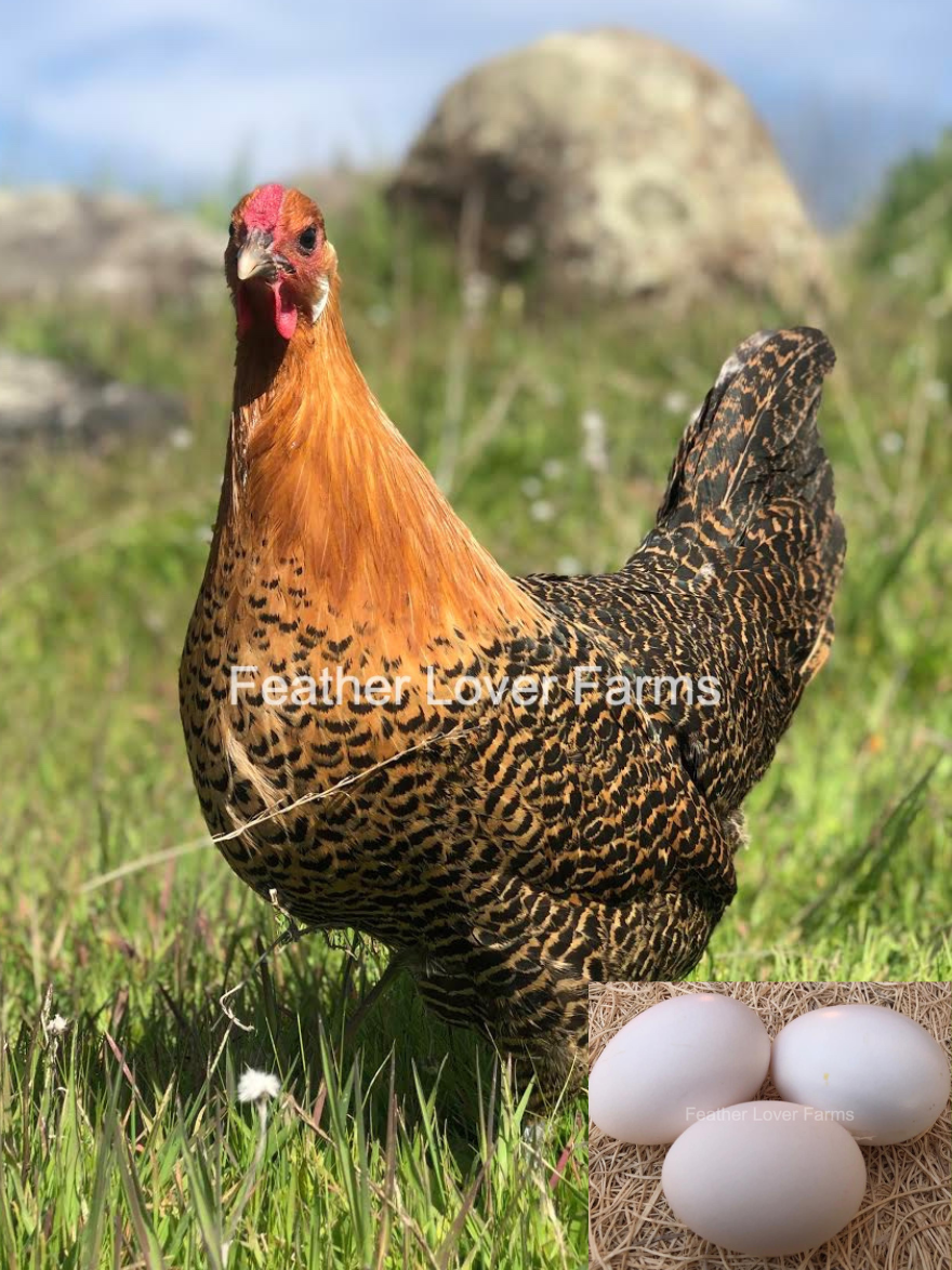 Dethlayer Chicken Gold Deathlayer Chicks For Sale | Feather Lover Farms