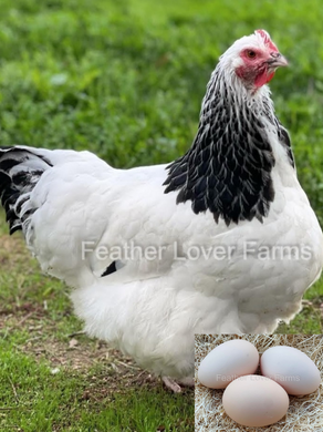 Light Sussex Hen From Feather Lover Farms