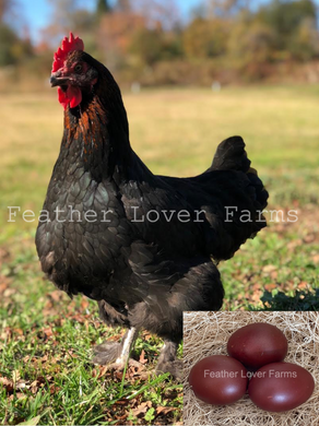 French Black Copper Maran Hen That Lay Very Dark Chocolate Eggs from Feather Lover Farms