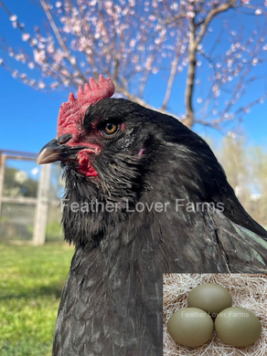 Black Olive Egger chicken hen with large olive green eggs for sale at Feather Lover Farms