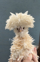 Buff Laced Polish show quality chick with smooth feathers, unsexed, from Feather Lover Farms, displaying fluffy plumage and distinctive crest.