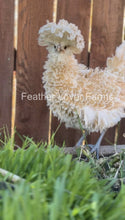 Feather Lover Farms Buff Laced Polish chick with frizzle and smooth feathers, unsexed, showing show-quality plumage on a white background.