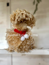 Buff Laced Polish show quality chick with frizzle and smooth feathers, unsexed, from Feather Lover Farms.