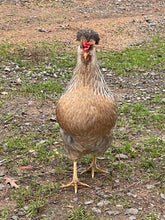 Cream Legbar Juvenile Hen For Sale At Feather Lover Farms