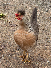 Cream Legbar Hen From Feather Lover Farms