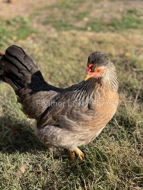 Cream Legbar Hen From Feather Lover Farms