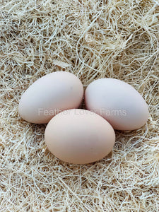 Light Sussex Hatching Eggs From Feather Lover Farms