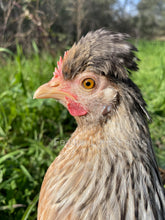 Cream Legbar Hen From Feather Lover Farms