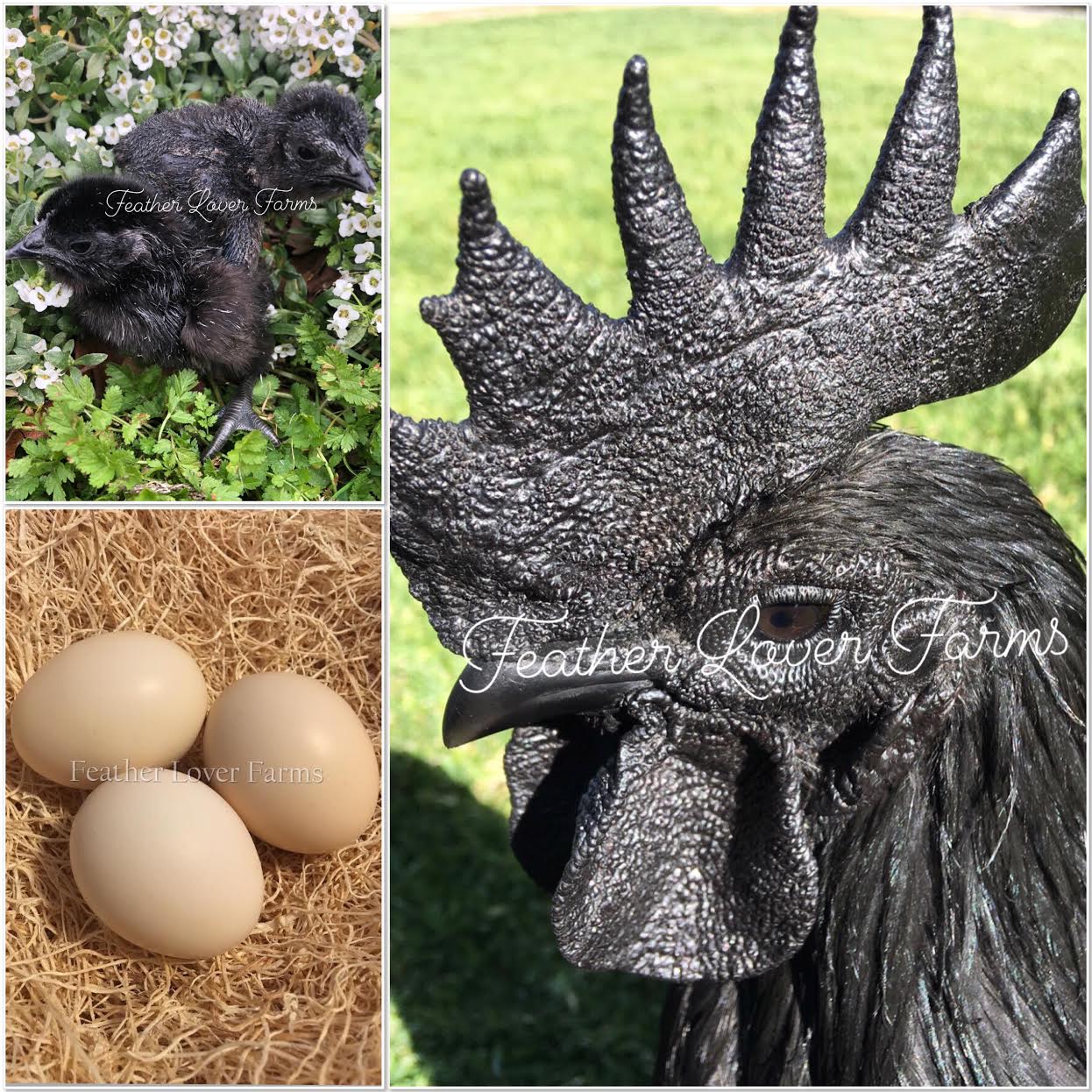 Ayam Cemani Chicken: Baby Chicks for Sale