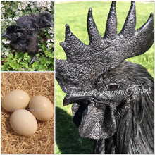 Feather Lover Farms Line Ayam Cemani Juvenile Chickens (6-12 Weeks Old)