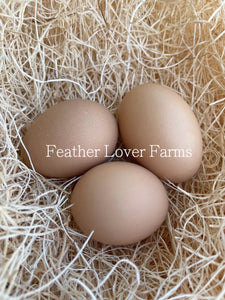 Bielefelder Brown Eggs Feather Lover Farms 