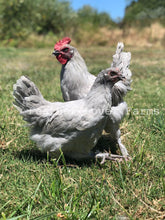 Lavender Marans Rooster & Hen 